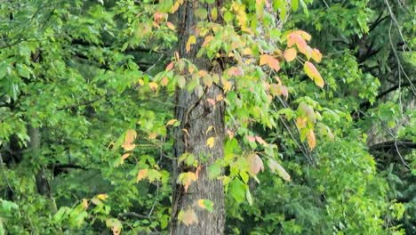 Neigen-Sie-Den-Schuss-Eines-Großen-Baums-In-Der-Frühen-Herbstsaison-Mit-Orangefarbenen-Blättern-Tagsüber