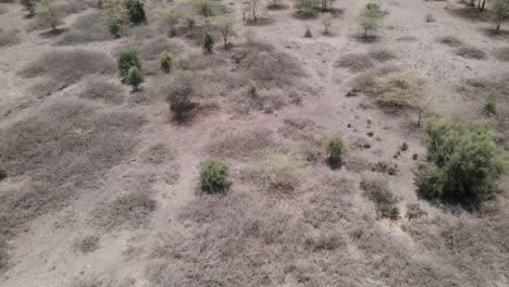 Vuelo-De-Drones-Sobre-Un-Paisaje-Africano-Con-Arbustos