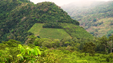 Campos-De-Café-Y-Paisaje-Deforestado-En-El-Parque-Nacional-Phuoc-Binh,-Sur-De-Vietnam
