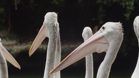 Gruppe-Australischer-Pelikane,-Nahaufnahme