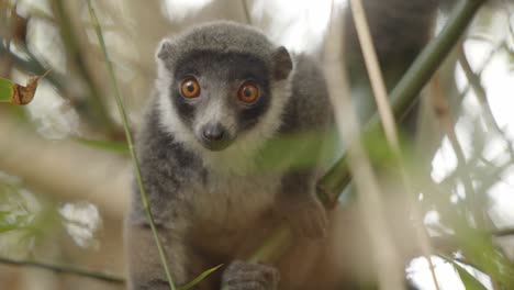 Closeup-of-grey-lemur-maki-looking-straight-into-camera,-cute-animal