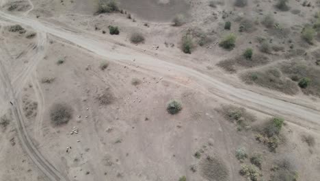aerial-view-over-dirt-roads-in-the-desert-being-crossed-by-goats-and-sheep