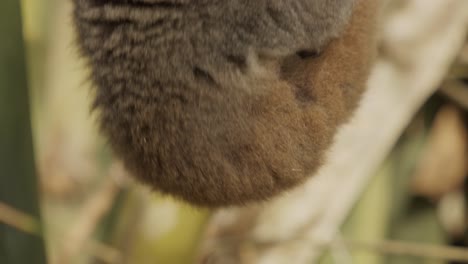 Close-up-nature-scene-of-caring-brown-lemur-mother-hanging-from-tree-bamboo-branch-carrying-little-baby-while-licking-and-cleaning-fur