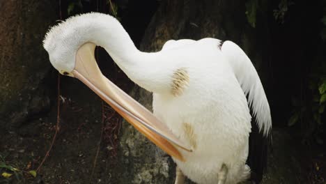 Close-Up-of-Australian-Pelican-Scratching-His-Feathers-With-Beak,-Wild-Bird-Behavior-in-Natural-Habitat
