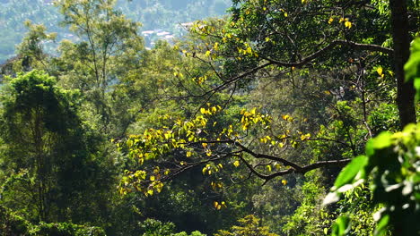 Los-árboles-Comienzan-A-Dejar-Caer-Hojas-Acercándose-A-La-Temporada-De-Invierno-En-Phuoc-Binh,-Vietnam