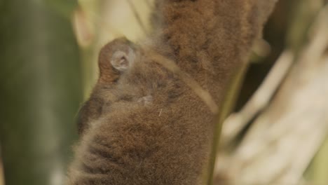 Baby-Lemur,-Der-An-Seinem-Mutterfell-Hängt,-Das-Von-Einem-Baumzweig-Baumelt