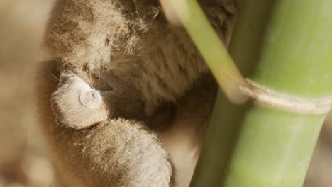 Close-up-scene-of-beautiful-caring-brown-lemur-mother-carrying-newborn-with-bamboo-branch-in-foreground