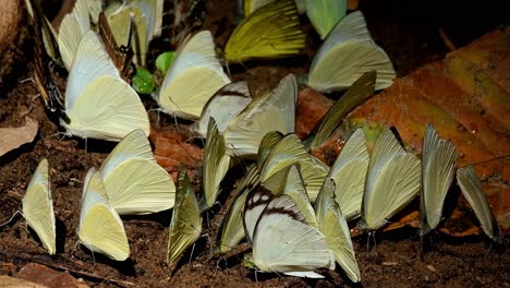 Random-yellow-butterflies-flying-and-landing-on-the-ground,-Kaeng-Krachan-National-Park,-Thailand