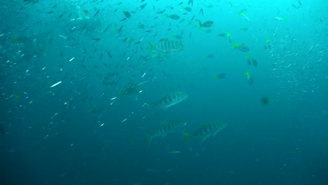 Gestreifte-Makrelenfische-Jagen-Kleine-Fischschwärme-Im-Blauen-Ozean