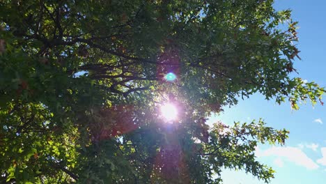 Bäume-Unteransicht-Des-Sonnenlichts,-Das-Durch-Zweige-Der-Blätter-Scheint,-Während-Der-Wind-Sonnig-Schwankt
