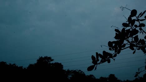 Birds-flying-at-twilight