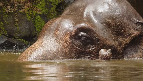 Elefante-De-Sumatra-Bañándose-En-Agua-Turbia,-Cierre-A-Cámara-Lenta