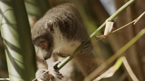 Brown-lemur-maki-closeup-while-looking-around-in-a-bamboo-forest