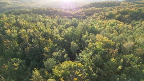 Endloser-Herbstlicher-Witomino-Wald-In-Gdynia,-Polen-Mit-Sonneneruptionen