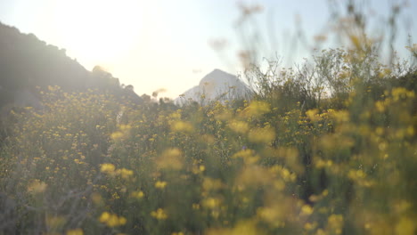 Dreamy-Shot-Of-Yellow-Flowers-In-Meadow-Countryside