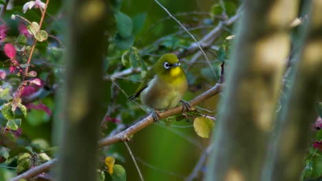 El-Pájaro-Verde-De-Hawaii-Big-Island-Observa-Mientras-Está-Posado-En-Una-Rama-Cerca-De-Flores-Rosas