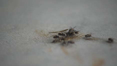 Eine-Gruppe-Stubenfliegen-Sammelt-Und-Frisst-Auf-Einem-Sichtbaren-Fleck-Auf-Einem-Teppich