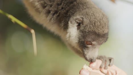 Brown-Maki-Lemur-eating-piece-of-banana-from-a-human-hand,-close-up