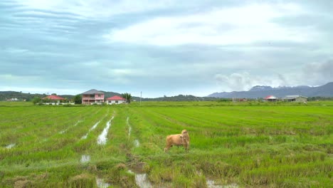 Überschwemmte-Reisfelder-In-Malaysia