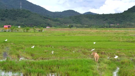 Rice-fields-of-Kampung-Mawar,-Malaysia