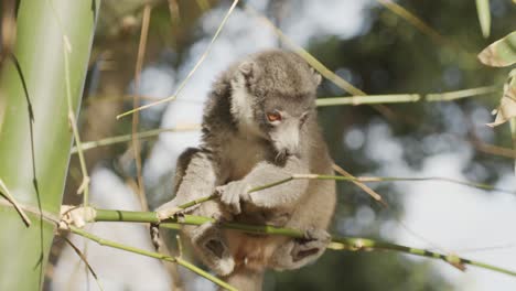 Brown-Lemur-Maki-looking-down-and-moving-down-from-Bamboo-branch,-with-baby-on-belly