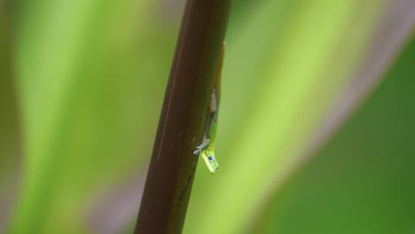 Green-golden-dust-day-gecko-lizard-hanging-onto-tall-bamboo-plant