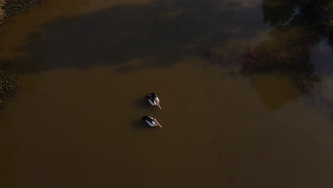 Dos-Cisnes-Flotando-En-El-Agua-Del-Río-Que-Fluye