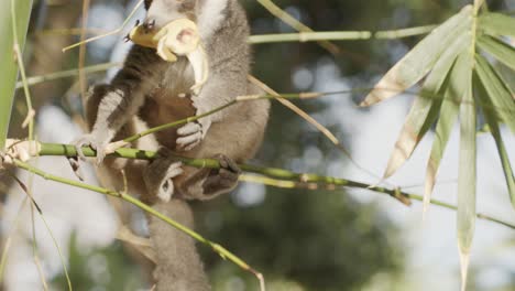 Erwachsener-Hungriger-Lemur-Auf-Baumast,-Der-An-Einem-Sonnigen-Tag-Banane-Isst