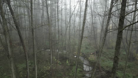 The-camera-moves-slowly-through-the-forest-shrouded-in-fog