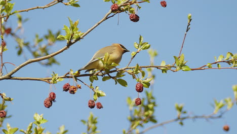 Cedar-waxwing-perched-in-mulberry-fruit-tree-eating-and-flying-off-screen