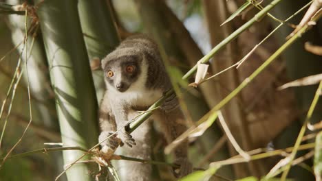 Brown-Lemur-Maki-Schaut-Sich-Verängstigt-Um,-Während-Er-An-Einem-Sonnigen-Tag-Auf-Einem-Bambuszweig-Balanciert
