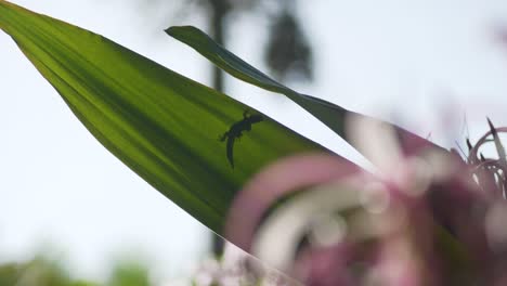 Camera-tilt's-down-onto-small-golden-dust-day-gecko-lizard-climbing-around-on-large-green-leaf-in-nature