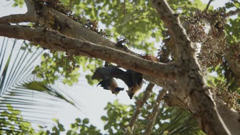 Bat-scaring-off-other-bat-from-tree-by-flapping-wings-and-ending-alone-on-tree