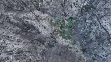 Aerial-view-above-man-wandering-through-forest-wildfire-natural-disaster-wilderness