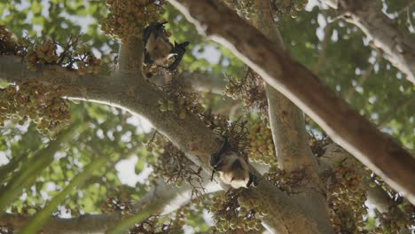 Zwei-Fledermäuse,-Die-An-Einem-Warmen,-Sonnigen-Tag-In-Afrika-Auf-Dem-Feigenbaum-Chillen