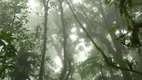 Pan-through-misty-wild-jungle