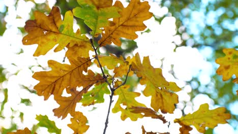 Nahaufnahme-Von-Gelben,-Getrockneten-Herbstblättern,-Die-Sich-Im-Wind-Wiegen,-Letonia
