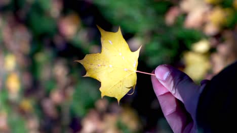 Holding-yellow-maple-leaf-in-fingers,-colorful-autumn-season