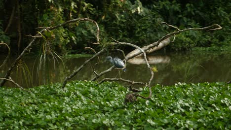 Parallax-shot-of-a-heron-on-a-small-island-in-a-jungle-river