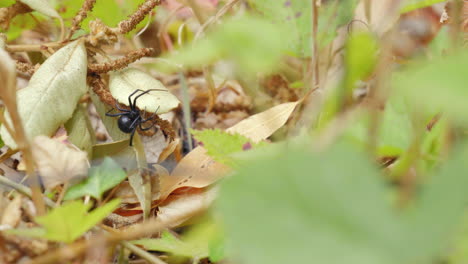 Eine-Schwarze-Witwenspinne-Unter-Gefallenen-Herbstblättern-Im-Wald