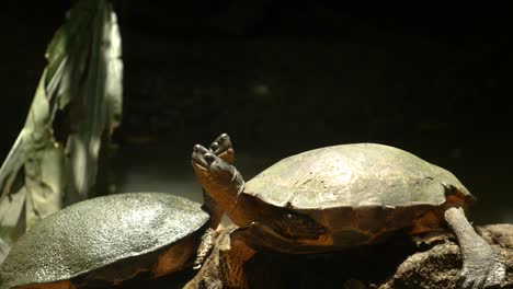 Zwei-Schildkröten-Sitzen-Auf-Einem-Stück-Holz