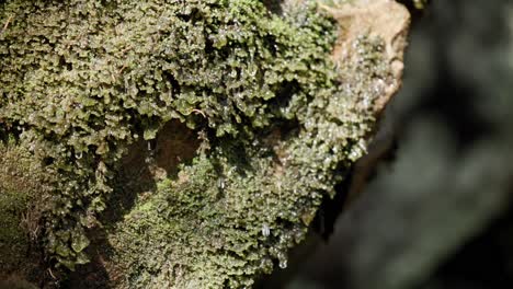 Algas-Verdes-Húmedas-En-El-Bosque-De-La-Caminata-De-Montaña-De-Saint-come-En-Quebec,-Canadá
