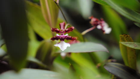 Oncidium-Sharry-Baby-or-"dancing-lady-orchid"-growing-in-a-botanical-garden---isolated-close-up