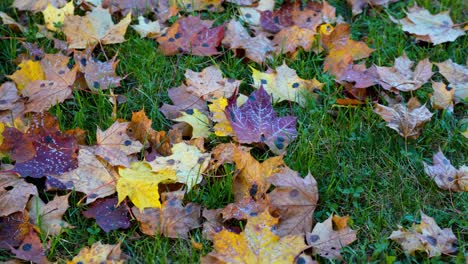 Zooming-Into-Dried-Autumn-Leaves-On-Green-Grass-Ground,-Letonia