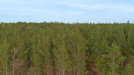 Toma-De-Grúa-De-Un-Magnífico-Bosque-Verde-Virgen-En-El-Corazón-De-La-Naturaleza,-Carnikava,-Letonia