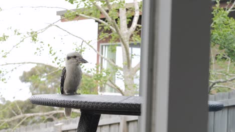 Feathered-Australian-Kookaburra-Sitting-On-Outdoor-Table,-SLOW-MOTION