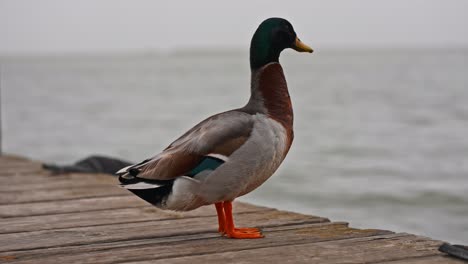 Male-duck-on-a-wooden-pier-on-the-sea