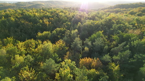 Picturesque-aerial-view-of-colorful-golden,-green-and-yellow-trees-in-the-forest-on-golden-hour