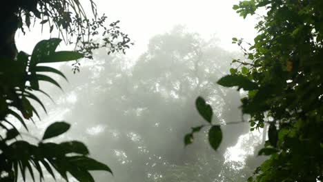 Niebla-Moviéndose-Frente-Al-Dosel-De-Los-árboles-De-La-Selva