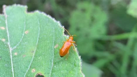 Closeup-of-orange-Pumpkin-beetle-crawling-across-edge-of-green-leaf,-macroa